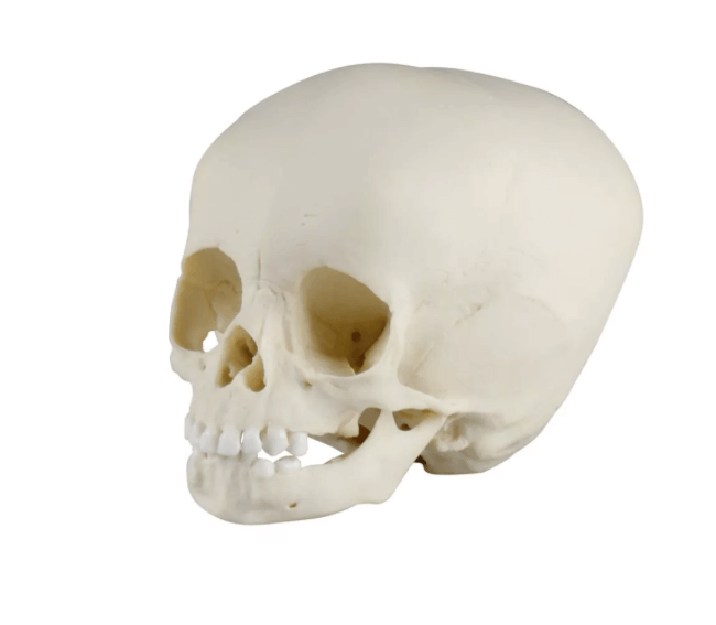 Kinderschädel 15 Monate – Naturabguss mit realitätsnaher Detailwiedergabe für Lehre & Forschung - Erler - Zimmer